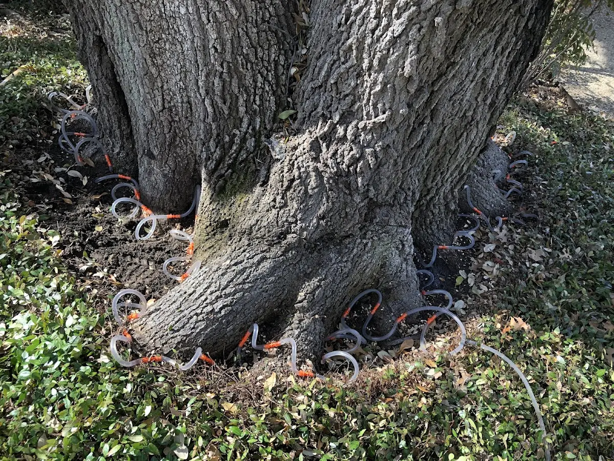 Detailed Tree Cabling and Bracing job site in North Garden