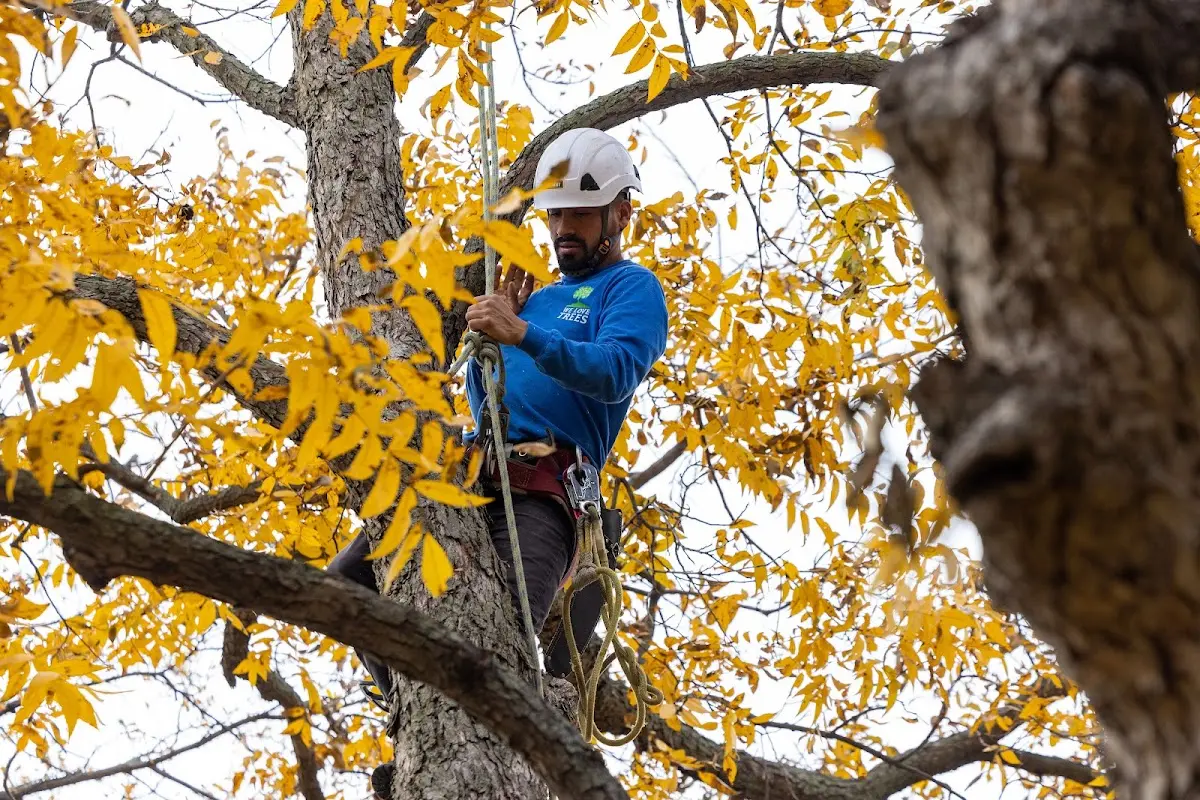 Skilled Tree Pruning crew working in North Garden