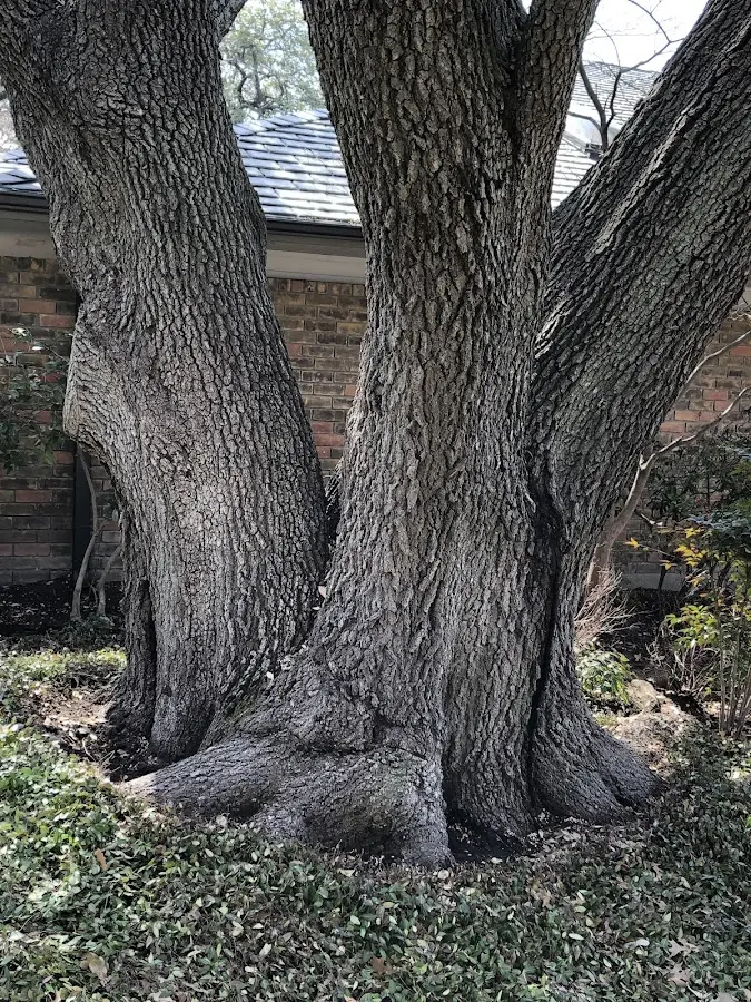 Mature heritage tree close to a North Garden property cared for by certified arborists
